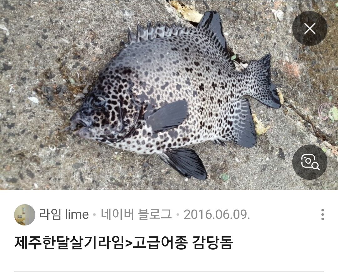 감당돔