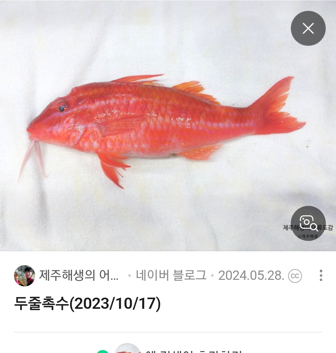 두줄촉수