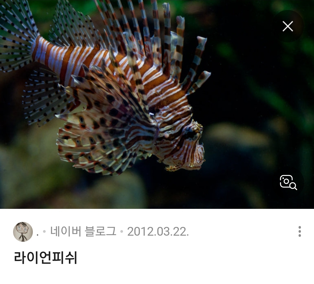 라이언피쉬